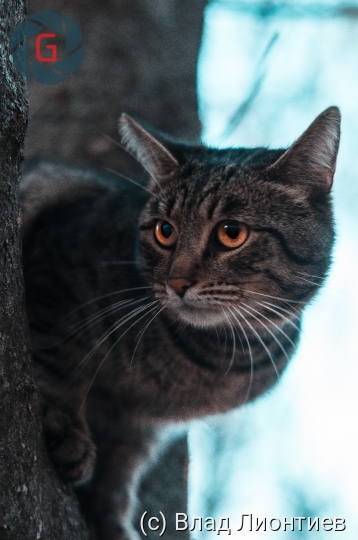 Портрет уличного кота